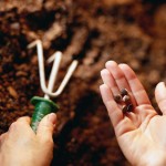 planting-seed_trowel-hands-seeds